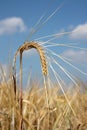 Barley spike against blue sky Royalty Free Stock Photo
