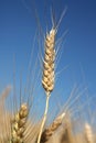 Barley spike against blue sky Royalty Free Stock Photo