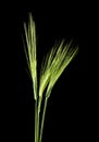 Barley spikes isolated on a black background Royalty Free Stock Photo