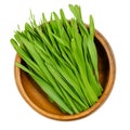 Barley sprouts, microgreen, green shoots and seedlings in wooden bowl