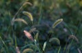 Barley stalks bent bke photo Royalty Free Stock Photo