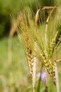 Barley stalks