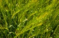 Barley stalks in the field