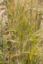 Barley stalks