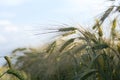 Barley in a sunny field against the blue sky Royalty Free Stock Photo