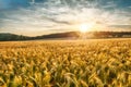 Barley at sunset