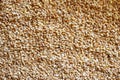 Barley texture background. Wheat grain texture, bread cereals. Pearl barley grains texture Royalty Free Stock Photo