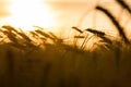Barley or Wheat Farm Field at Golden Sunset or Sunrise Royalty Free Stock Photo