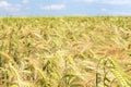 Barley wheat field in gold color and blue sky in summer season.