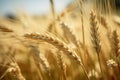 Barley wheat field in the wild, a serene nature background