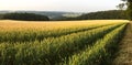 Barley / Wheat / Rye Crop Field and Eifel Landscape in Germany - North Rhine-Westphalia Triticale. Royalty Free Stock Photo