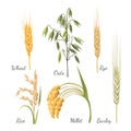 Barley, wheat, rye, rice, millet and green oat. Vector illustration