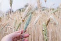 Barley in woman hand with insect in the evening