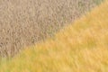 Barleys and corns field