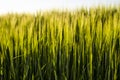 Barleys sprout growing in soil. Close up on sprouting barley in sunset. Royalty Free Stock Photo