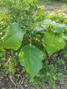 Barma teak wood plant in farm.