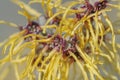 Barmstedt Gold witch hazel flowers Royalty Free Stock Photo