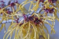 Barmstedt Gold witch hazel flowers Royalty Free Stock Photo
