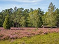 Barn with apiary at the landscape of Lueneburg Heath, Lower Saxony, Germany Royalty Free Stock Photo