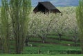 Barn in an apple orchard in spring