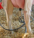 barn with AUTOMATIC milking system to milk the cow