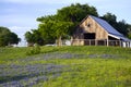 Barn and Bluebonnets Royalty Free Stock Photo