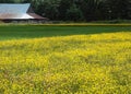 Barn and Buttercups