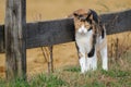 Barn Cat Royalty Free Stock Photo