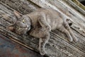 Barn Cat Royalty Free Stock Photo