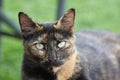 Barn cat with light green eyes Royalty Free Stock Photo