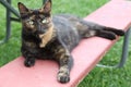 Barn cat with light green eyes Royalty Free Stock Photo