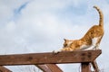 Barn cat out on the prowl having a stretch Royalty Free Stock Photo