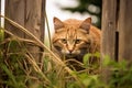 Barn cat prowling along a fence line, its keen eyes focused on the hunt as it stalks through tall grass. Generative AI Royalty Free Stock Photo