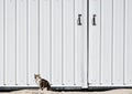 Barn Cat Sitting by Big White Barn Doors Royalty Free Stock Photo