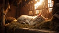 Barn cat sleeping on a pile of hay in a barn. Royalty Free Stock Photo