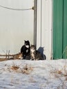 Barn cats