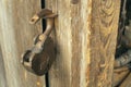 Old barn door lock hanging on a loop against the background of old textured wooden walls of boards Royalty Free Stock Photo