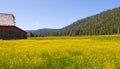 Barn and field of yellow flowers