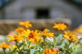 Barn and Flowers