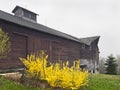 Barn and Forsythia