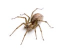 Barn funnel weaver spider- Tegenaria agrestis Royalty Free Stock Photo