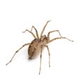 Barn funnel weaver spider- Tegenaria domestica Royalty Free Stock Photo