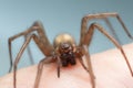 Barn funnel weaver, Tegenaria domestica spider on human skin