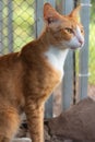 A barn ginger cat looking out into the distance Royalty Free Stock Photo
