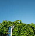 Barn with green vines under blue sky in Langley, Canada