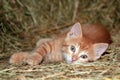 Barn Kitten Royalty Free Stock Photo