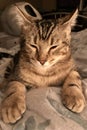 Closeup of Tabby Kitten in Western Canada