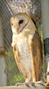 Barn owl