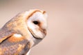 Barn owl