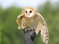 Barn Owl Royalty Free Stock Photo